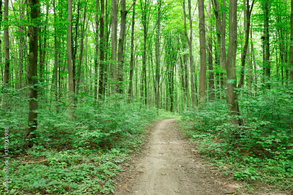 Fototapeta premium green Forest trees. nature green wood sunlight backgrounds
