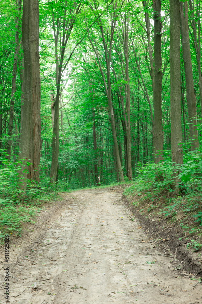 green Forest trees. nature green wood sunlight backgrounds