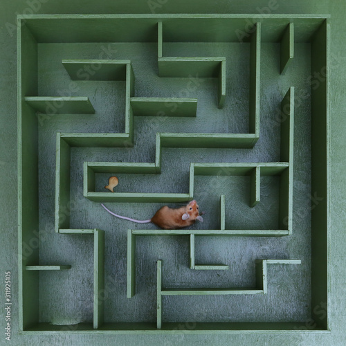 Cute mouse looks for food in maze. Lucky mouse got lost, wanders in labyrinth. Success in solving difficult problems. Hard way on purpose, motivation. Pet. Postcard with mouse. Idea, logic in business