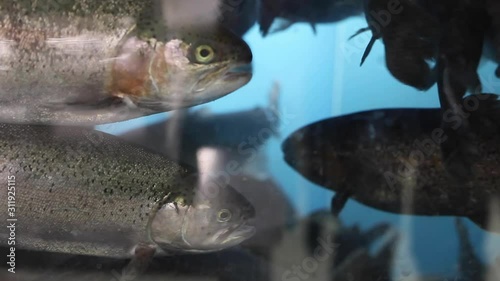 fish in an aquarium in a store swims in place