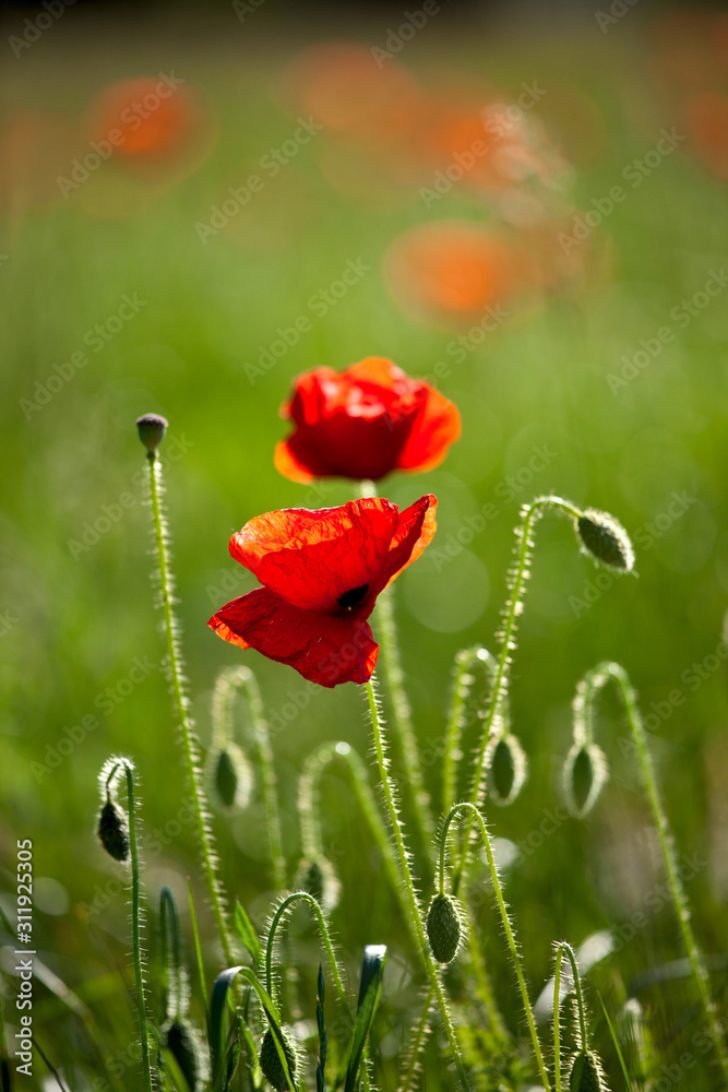 Obraz premium Coquelicots rouge dans les champs au printemps.