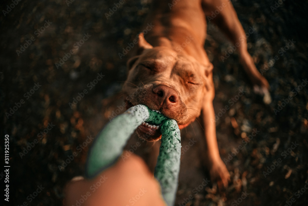 american pit bull terrier dog tugging on a toy, top view - obrazy, fototapety, plakaty 