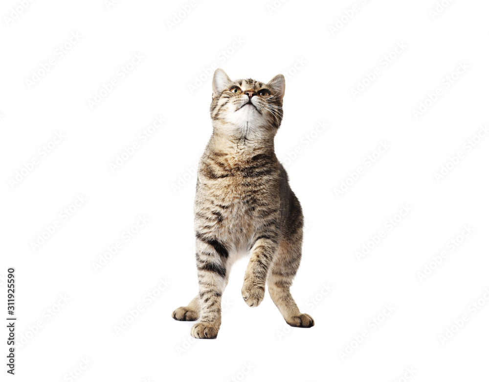 Obraz premium Young cat isolated on white background