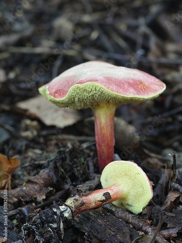 Xerocomus fennicus, red bolete from Finland