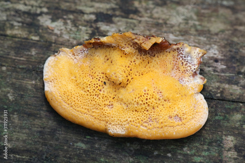 Pycnoporellus fulgens, an orange bracket fungus from Finland photo