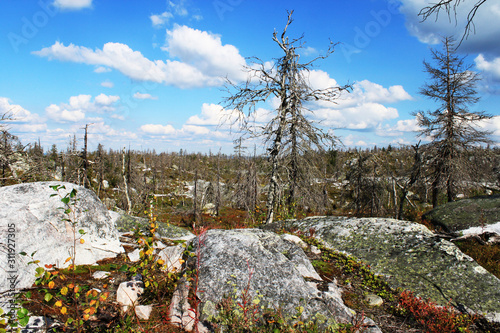 Taiga forest with megalithic seid boulder stones, dead trees on mountain Vottovaara, Karelia, Russia photo