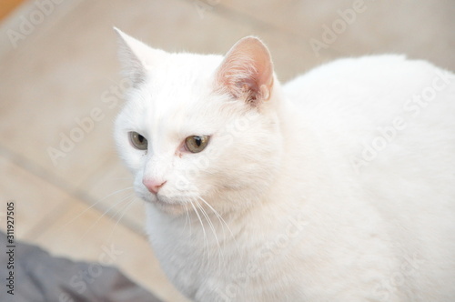 Chat blanc