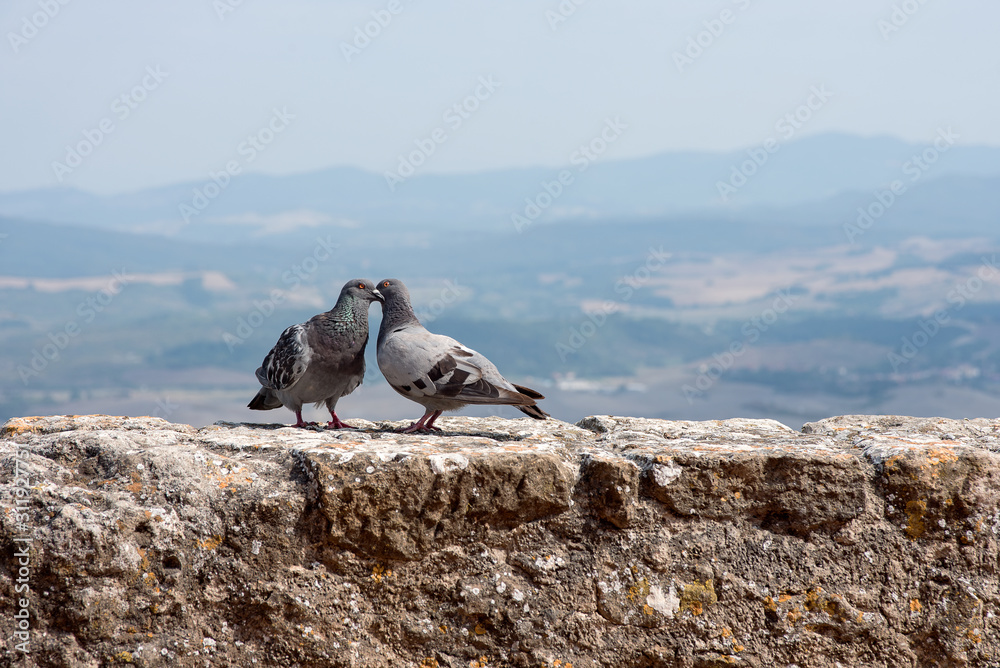 Couple of pigeons on stone wall Couple of pigeons on stone wall