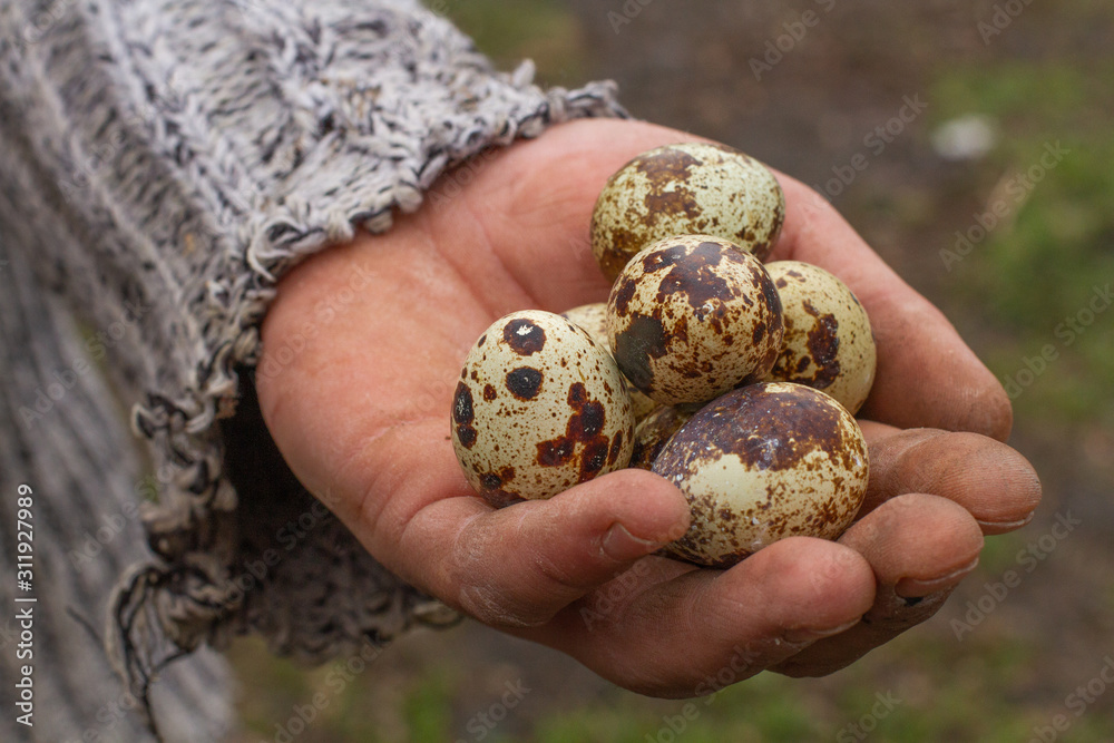 quail eggs on an eco-friendly quail farm. quail eggs on an eco-friendly quail farm.