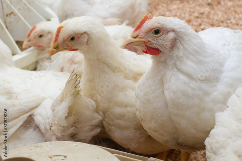 Poultry farm with chicken. Husbandry, housing business for the purpose of farming meat, White chicken Farming feed in indoor housing. Live chicken for meat and egg production inside a storage.