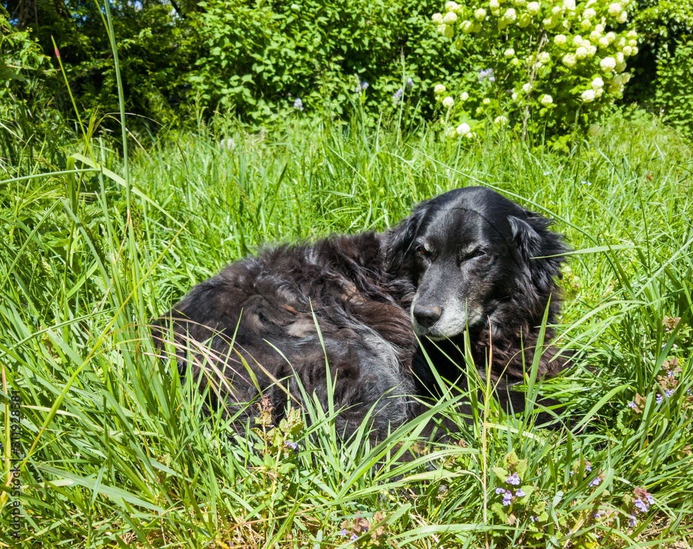 Fototapeta premium dog lying on grass