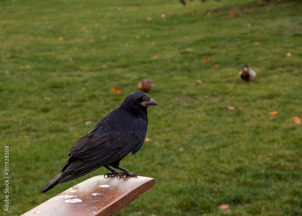 Fototapeta premium A rook (Corvus frugilegus) bird sitting on a piece of wood