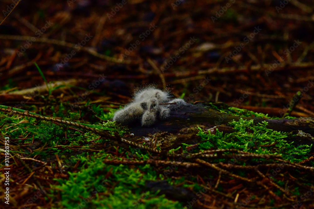 mouldy faeces in the forest of the marten , looks like a hippo mouldy faeces in the forest of the marten , looks like a hippo