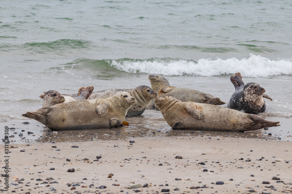 Fototapeta premium Phoca vitulina - Harbor Seal - on the beach and in the sea on the island of Dune in Germany. Wild foto.