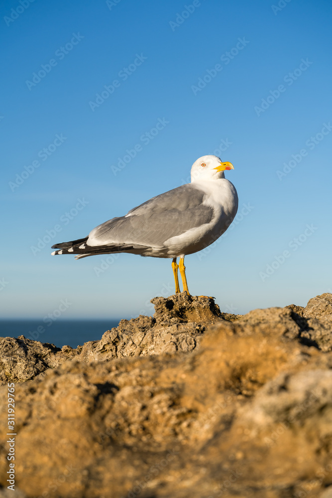 Amazing seagull posing on a rock, head turning on the right. Biarritz, Basque Country of France. Amazing seagull posing on a rock, head turning on the right. Biarritz, Basque Country of France.