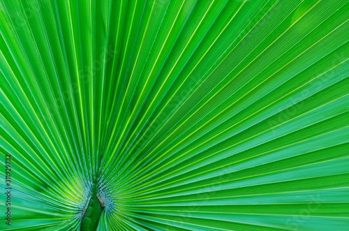 tropical green leaf macro  nature organic plant