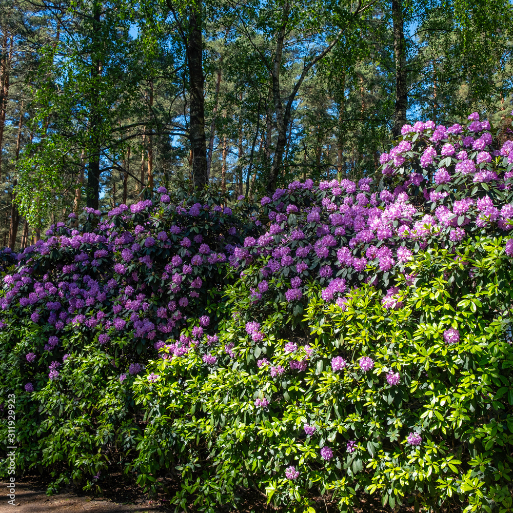 Flowers in spring