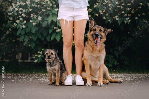 Photography two happy dogs sitting close to owner legs outdoors