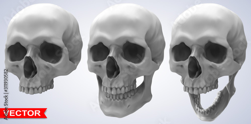 Detailed graphic photorealistic black and white human skulls. On gray background. Vector icon set.