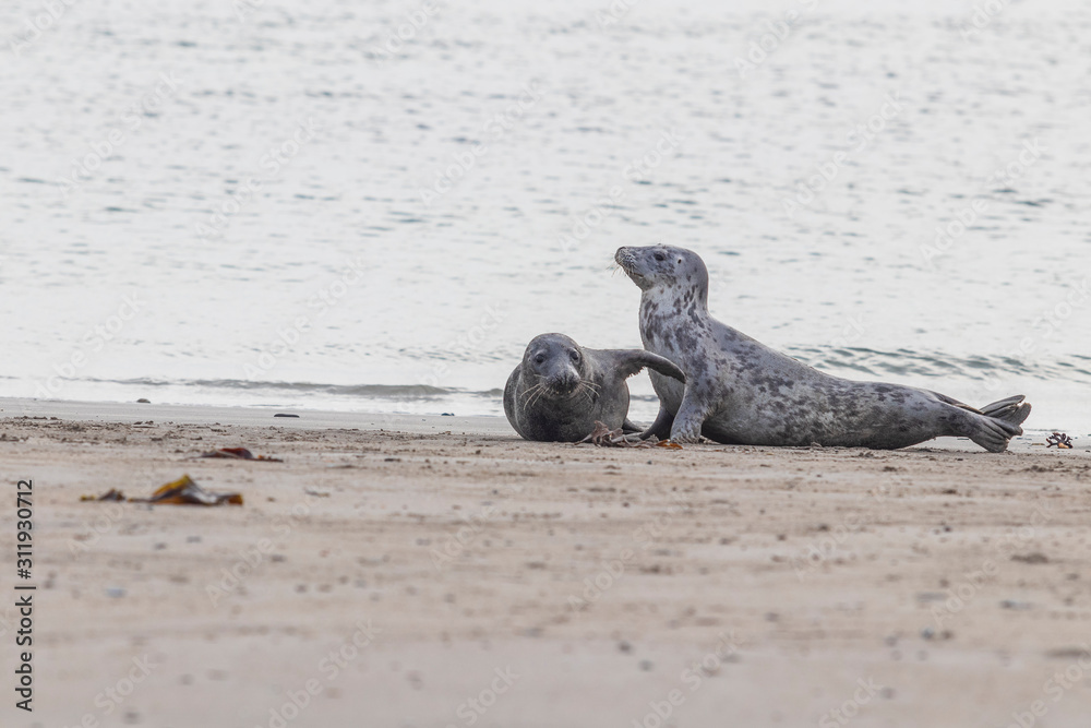 Fototapeta premium Phoca vitulina - Harbor Seal - on the beach and in the sea on the island of Dune in Germany. Wild foto.