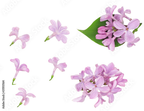 Lilac flowers isolated on white background © Alexander