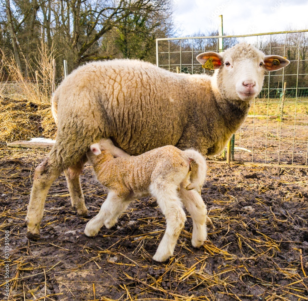 Obraz premium sheep and lamb