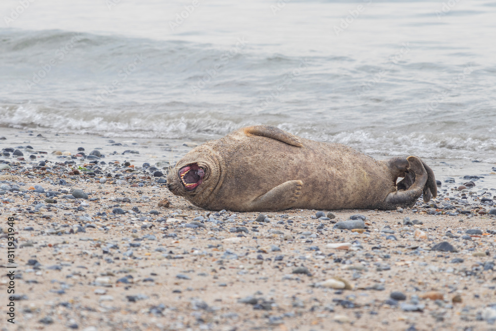 Fototapeta premium Phoca vitulina - Harbor Seal - on the beach and in the sea on the island of Dune in Germany. Wild foto.
