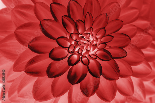 Fototapeta Naklejka Na Ścianę i Meble -  oil painting of Red dahlia petals, floral abstract background. Close up of flower dahlia for background