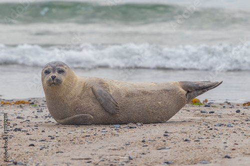 Phoca vitulina - Harbor Seal - on the beach and in the sea on the island of Dune in Germany. Wild foto. © Roman Bjuty