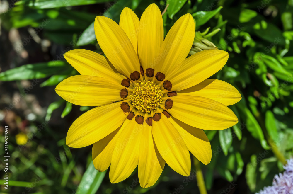 gazania big yellow flower growing alone in the park on the ground with green plants in the background Full frame zoom gazania big yellow flower growing alone in the park on the ground with green plants in the background Full frame zoom