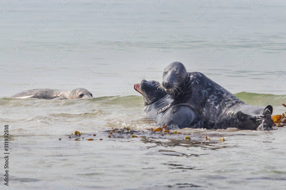 Fototapeta premium Phoca vitulina - Harbor Seal - on the beach and in the sea on the island of Dune in Germany. Wild foto.