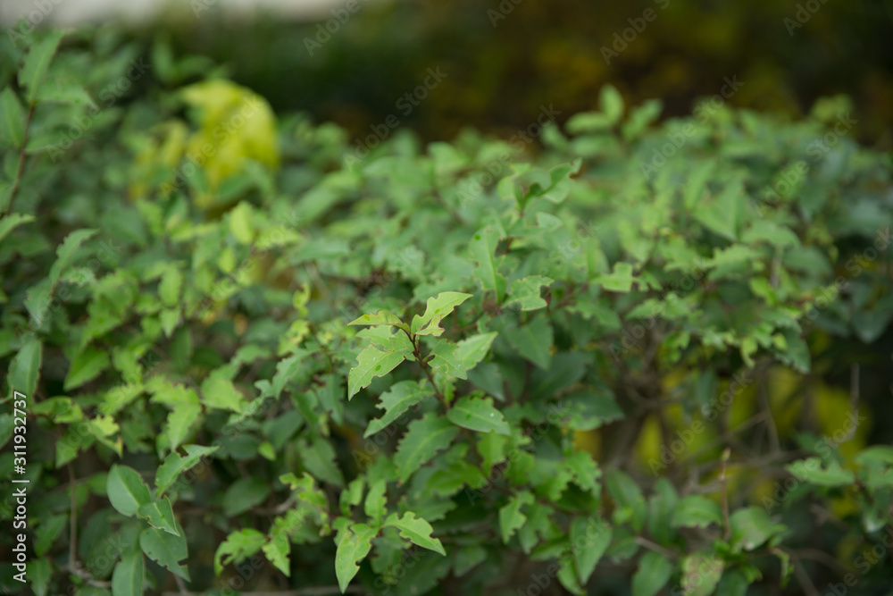 Ligustrum lucidum . Ligustrum lucidum is often used as an ornamental tree, sometimes in variegated forms. Wax leaf ligustrum green shrub . Ligustrum lucidum . Ligustrum lucidum is often used as an ornamental tree, sometimes in variegated forms. Wax leaf ligustrum green shrub .