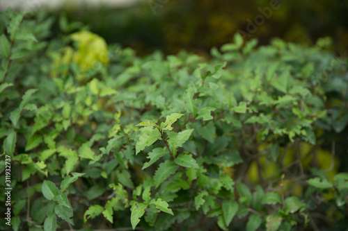 Ligustrum lucidum . Ligustrum lucidum is often used as an ornamental tree, sometimes in variegated forms. Wax leaf ligustrum green shrub .