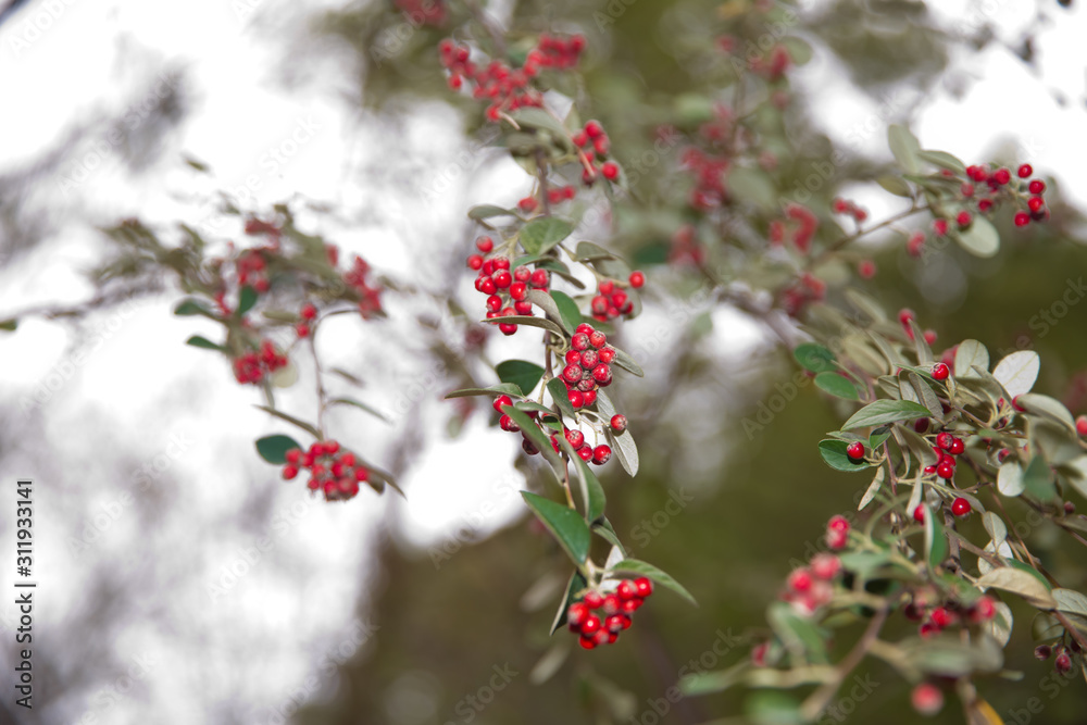 red berries and colorful leaves. Selective focus . Amazing benefits of rowan berries. vitamin C. Red berries and leaves on branch close up . Rowan berries and leaves . red berries and colorful leaves. Selective focus . Amazing benefits of rowan berries. vitamin C. Red berries and leaves on branch close up . Rowan berries and leaves .