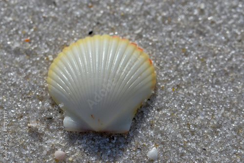 Scallop shell on white sand beach close up