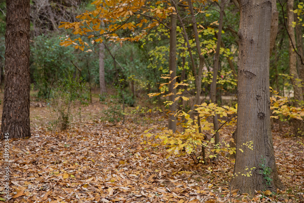 Fototapeta premium Background of colorful autumn leaves on forest floor . Abstract autumn leaves in autumn suitable as background . Autumn leaves on a meadow . Yellow leaves on the floor .