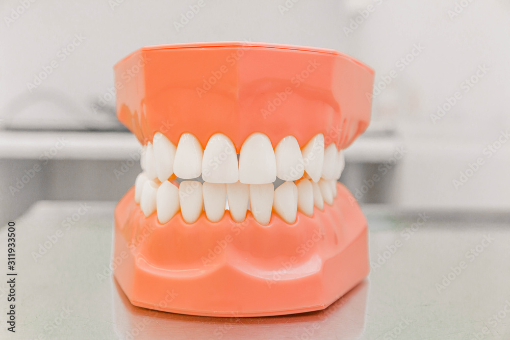 Obraz premium Plastic model of teeth in the dental office. Close-up