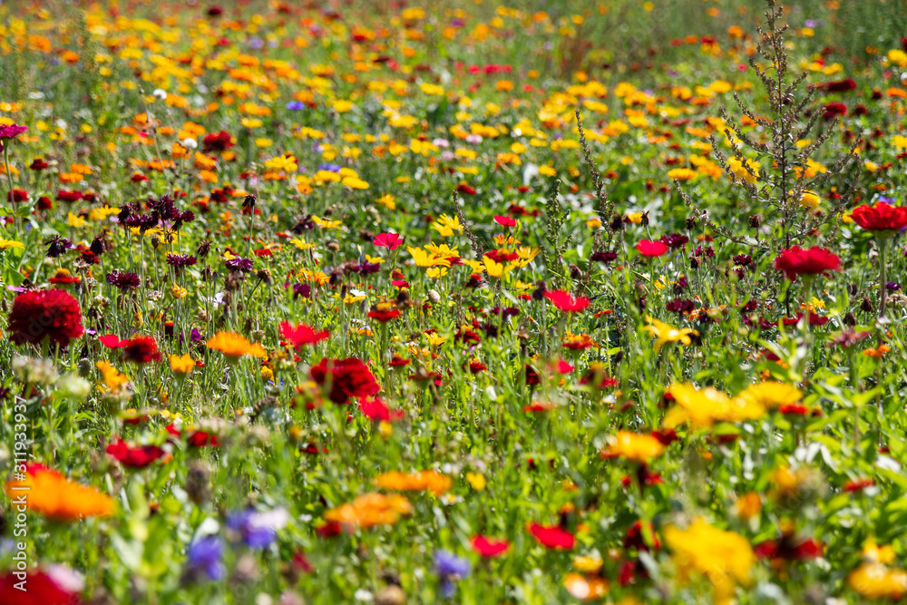 beautiful meadow flowers - red and yellow