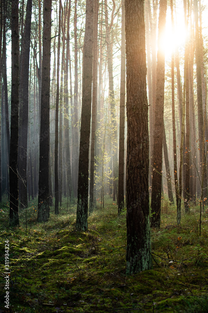 beautiful sunlight in the woods beautiful sunlight in the woods