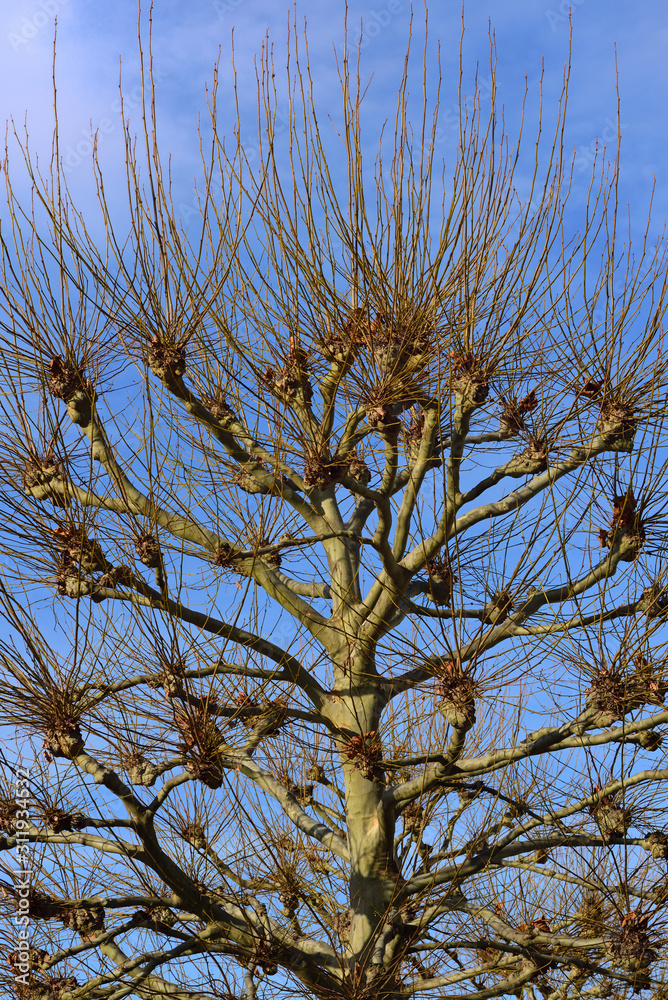 A bare willow tree without leaves stands in winter against a blue sky in the sunlight in nature in Germany A bare willow tree without leaves stands in winter against a blue sky in the sunlight in nature in Germany