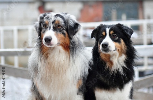 Portrait of marble and black aussie