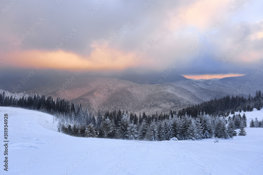 Fototapeta premium Landscape with mountains, snowy forest and beautiful sunrise. Majestic winter scenery. Dramatic sky. Meadow covered with snow. Wallpaper background. Location place Carpathian, Ukraine, Europe.