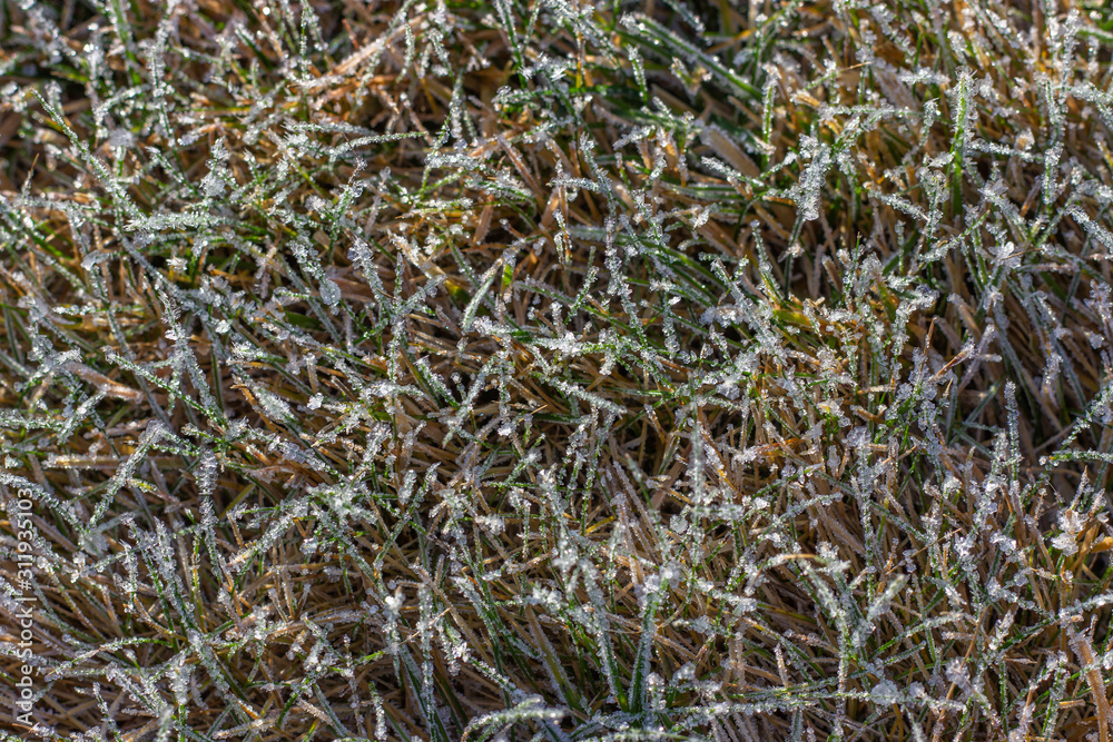Textured nature background with frozen grass.on meadow at sunrise. Organic texture close up. Young shoots on a frosty autumn or spring day. Top view. Textured nature background with frozen grass.on meadow at sunrise. Organic texture close up. Young shoots on a frosty autumn or spring day. Top view.