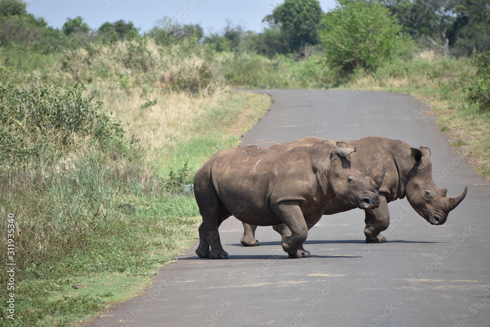 Fototapeta premium Rhino crossing the road