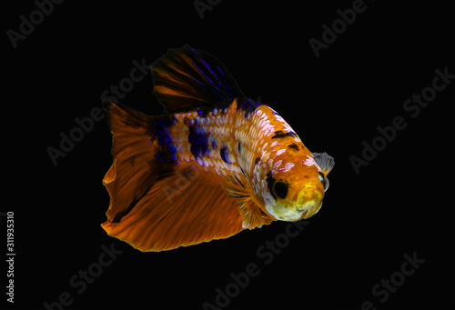 Fancy thai super red star pearls betta spreading fin and short tail swimming. Siamese fighting fish isolated black background. Close up and focus selection Colorful freshwater fishes CLIPPING PATH