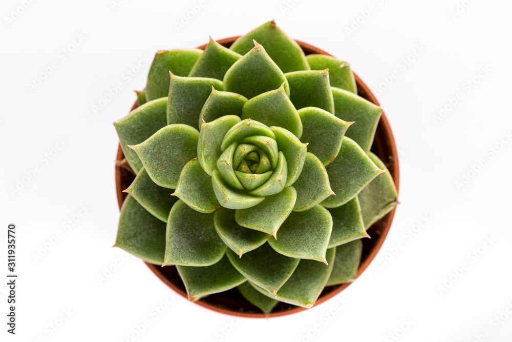 Obraz premium Cactus in close-up on white background