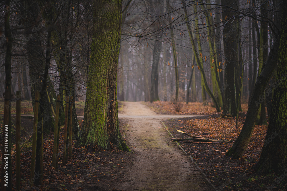 Obraz premium leśna droga