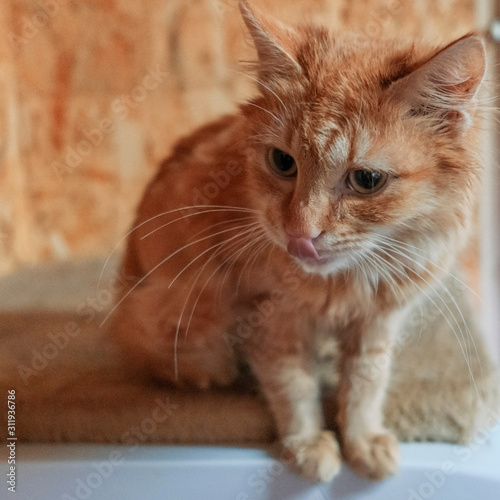 Cute red stray cat sitting on the table. Animal and homeless concept.