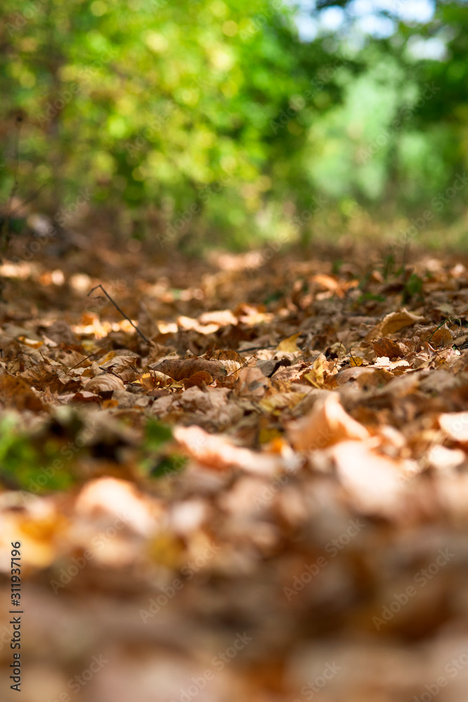 Beautiful fallen leaves in the autumn forest, close-up with a blurred background. Beautiful fallen leaves in the autumn forest, close-up with a blurred background.