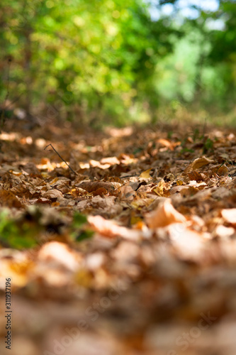 Wallpaper Mural Beautiful fallen leaves in the autumn forest, close-up with a blurred background. Torontodigital.ca